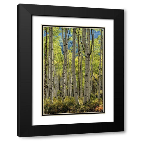 Aspen Trunks II Black Modern Wood Framed Art Print with Double Matting by Head, Danny