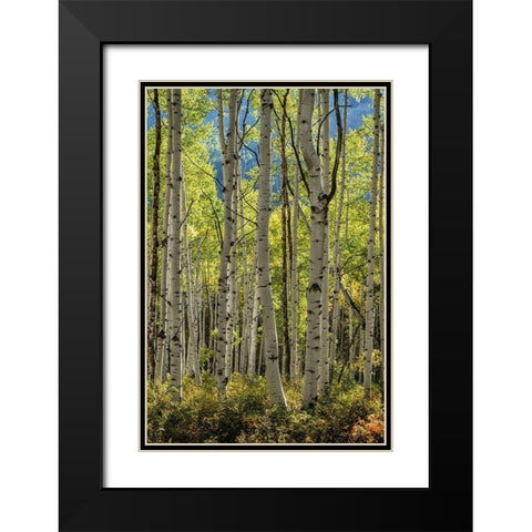 Aspen Trunks II Black Modern Wood Framed Art Print with Double Matting by Head, Danny