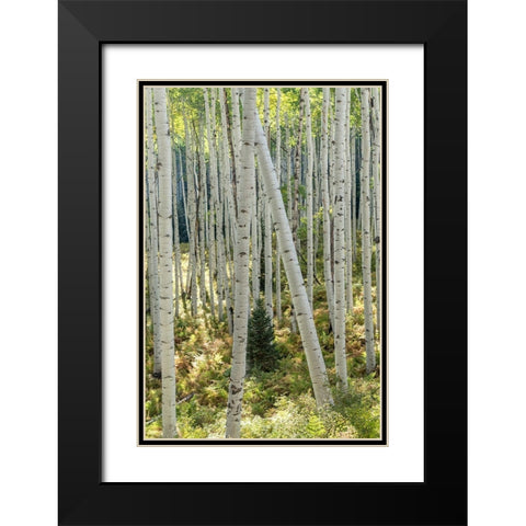 Aspen Trunks IV Black Modern Wood Framed Art Print with Double Matting by Head, Danny