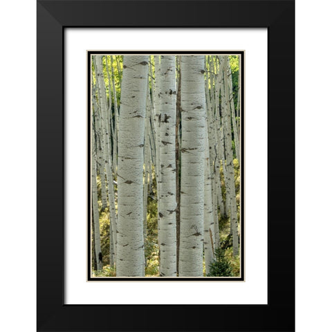 Aspen Trunks V Black Modern Wood Framed Art Print with Double Matting by Head, Danny