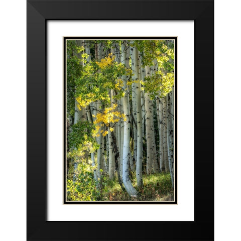 Aspen Trunks VI Black Modern Wood Framed Art Print with Double Matting by Head, Danny