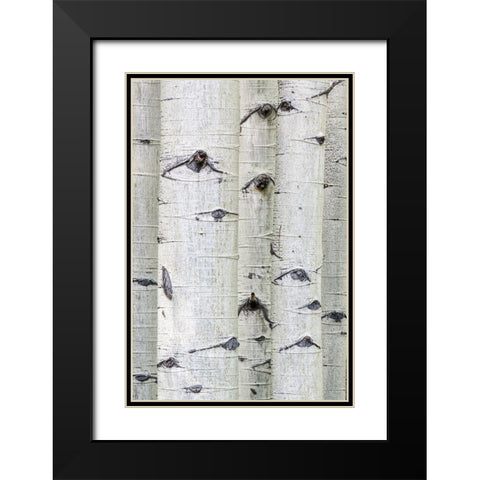 Aspen Eyes Black Modern Wood Framed Art Print with Double Matting by Head, Danny