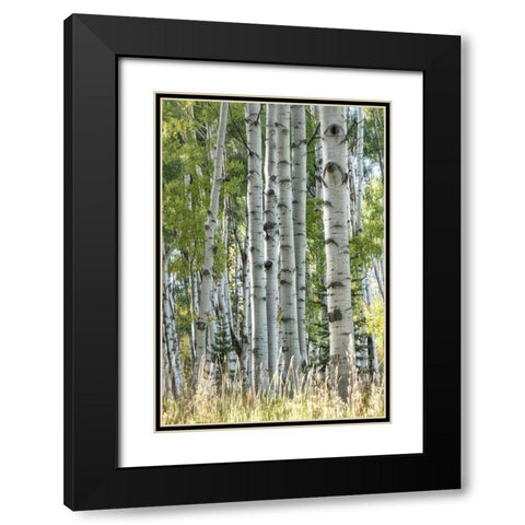 Aspen Trunks VII Black Modern Wood Framed Art Print with Double Matting by Head, Danny
