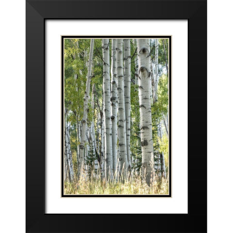 Aspen Trunks VII Black Modern Wood Framed Art Print with Double Matting by Head, Danny