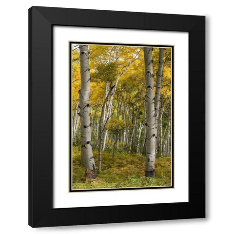 Autumn Aspens I Black Modern Wood Framed Art Print with Double Matting by Head, Danny