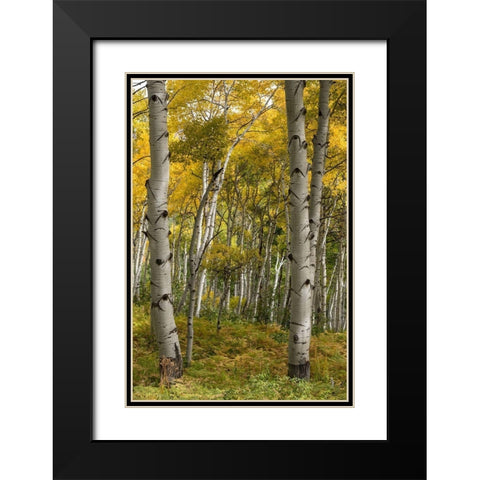 Autumn Aspens I Black Modern Wood Framed Art Print with Double Matting by Head, Danny