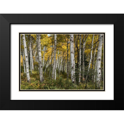 Autumn Grove II Black Modern Wood Framed Art Print with Double Matting by Head, Danny