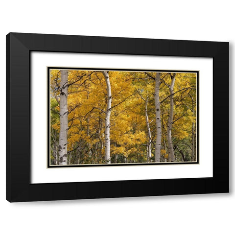 Autumn GroveI Black Modern Wood Framed Art Print with Double Matting by Head, Danny