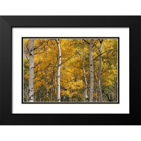 Autumn GroveI Black Modern Wood Framed Art Print with Double Matting by Head, Danny