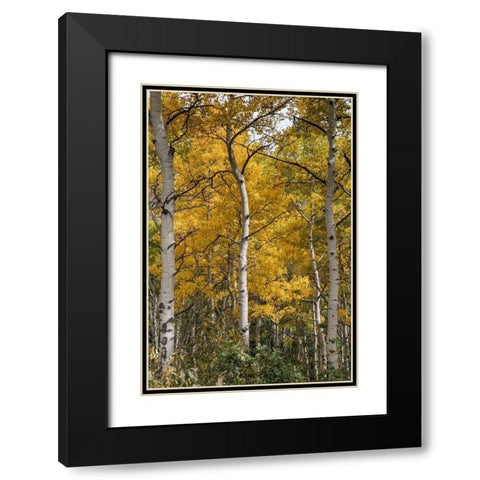 Autumn Aspens II Black Modern Wood Framed Art Print with Double Matting by Head, Danny