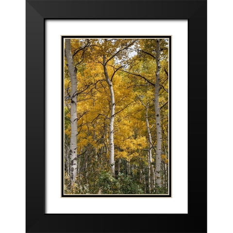 Autumn Aspens II Black Modern Wood Framed Art Print with Double Matting by Head, Danny