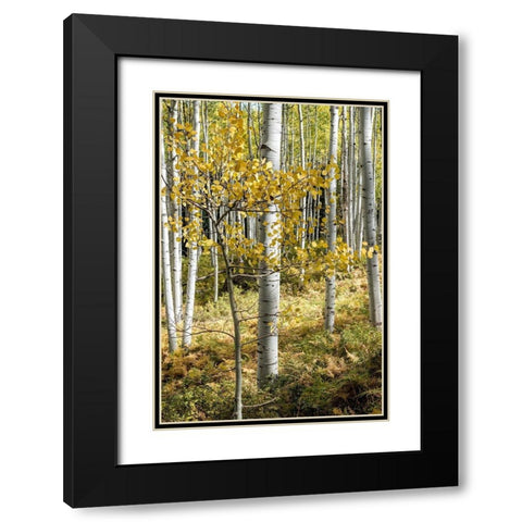 Autumn Aspens III Black Modern Wood Framed Art Print with Double Matting by Head, Danny
