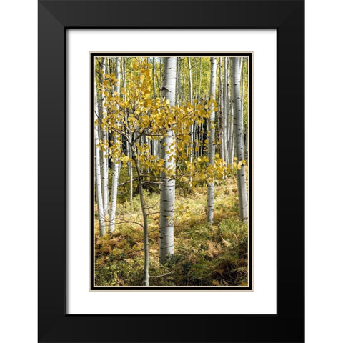 Autumn Aspens III Black Modern Wood Framed Art Print with Double Matting by Head, Danny