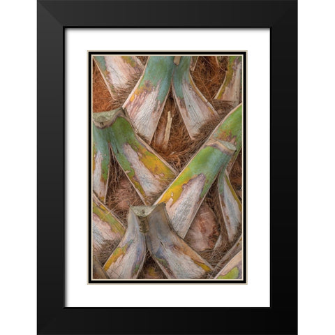 Palm Trunk Detail I Black Modern Wood Framed Art Print with Double Matting by Head, Danny