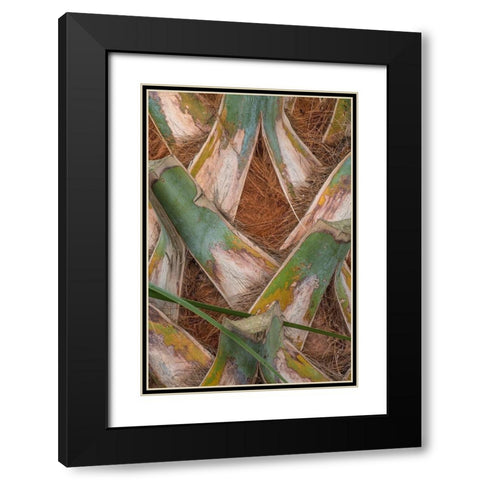Palm Trunk Detail II Black Modern Wood Framed Art Print with Double Matting by Head, Danny