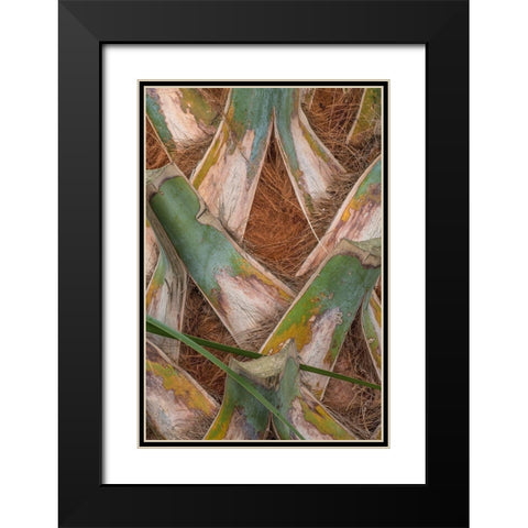 Palm Trunk Detail II Black Modern Wood Framed Art Print with Double Matting by Head, Danny