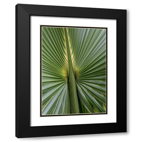 Palm Detail I Black Modern Wood Framed Art Print with Double Matting by Head, Danny