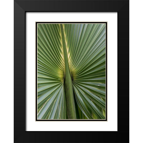 Palm Detail I Black Modern Wood Framed Art Print with Double Matting by Head, Danny