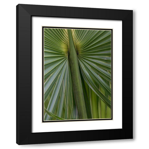 Palm Detail II Black Modern Wood Framed Art Print with Double Matting by Head, Danny