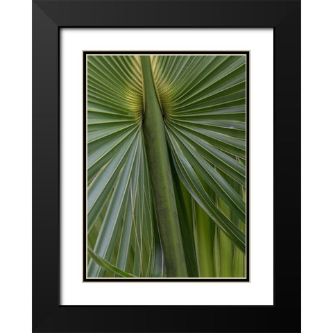Palm Detail II Black Modern Wood Framed Art Print with Double Matting by Head, Danny