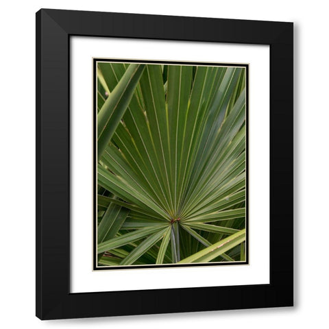 Palm Detail III Black Modern Wood Framed Art Print with Double Matting by Head, Danny