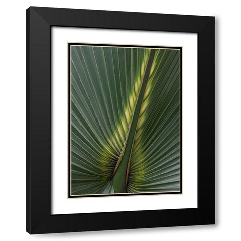 Palm Detail IV Black Modern Wood Framed Art Print with Double Matting by Head, Danny