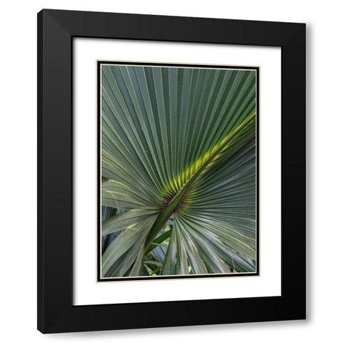Palm Detail V Black Modern Wood Framed Art Print with Double Matting by Head, Danny