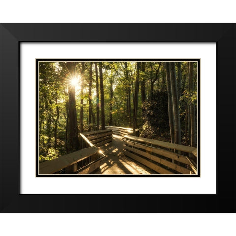 Sunstar Path Black Modern Wood Framed Art Print with Double Matting by Head, Danny