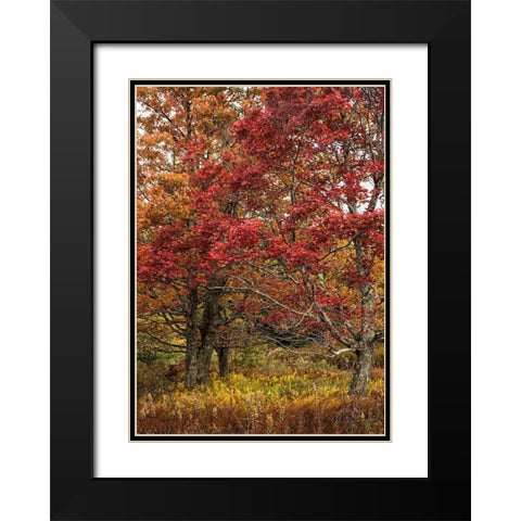 Gold and Red Black Modern Wood Framed Art Print with Double Matting by Head, Danny