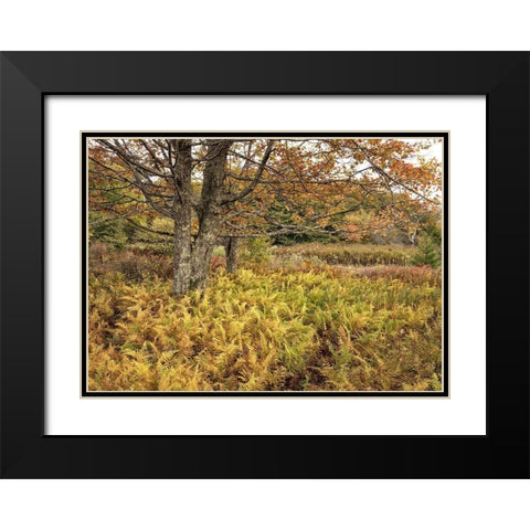 Maples and Ferns Black Modern Wood Framed Art Print with Double Matting by Head, Danny