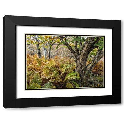 Autumn Fern Black Modern Wood Framed Art Print with Double Matting by Head, Danny