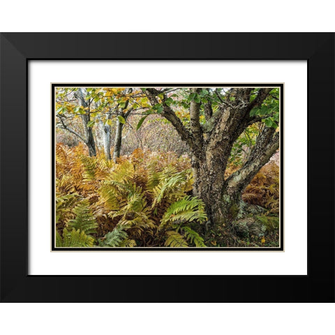 Autumn Fern Black Modern Wood Framed Art Print with Double Matting by Head, Danny