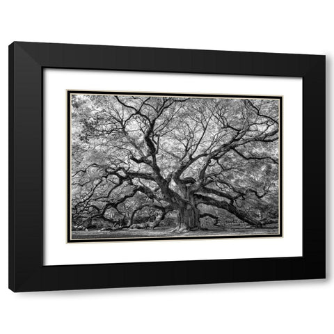 Angel Oak BAndW Black Modern Wood Framed Art Print with Double Matting by Head, Danny
