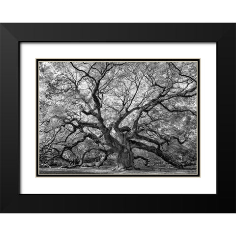 Angel Oak BAndW Black Modern Wood Framed Art Print with Double Matting by Head, Danny