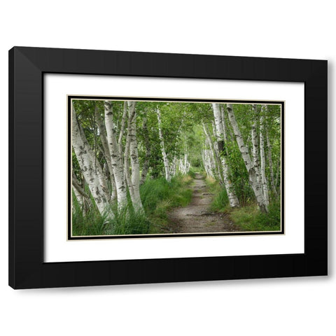 Summer Path II Black Modern Wood Framed Art Print with Double Matting by Head, Danny
