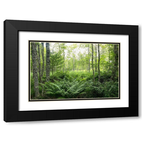 Woodlands Black Modern Wood Framed Art Print with Double Matting by Head, Danny