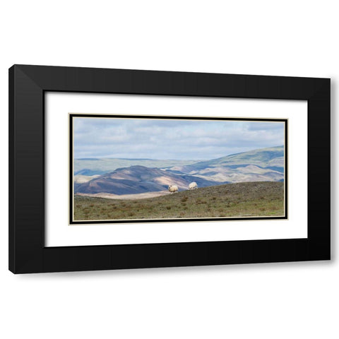 HIghland Grazing II Black Modern Wood Framed Art Print with Double Matting by Head, Danny