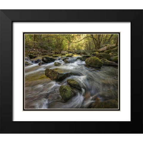 Under the Laurel Black Modern Wood Framed Art Print with Double Matting by Head, Danny