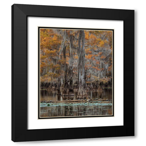 Twenty Turtles Black Modern Wood Framed Art Print with Double Matting by Head, Danny