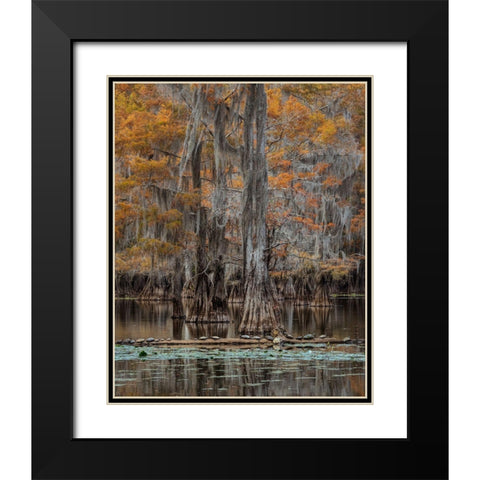 Twenty Turtles Black Modern Wood Framed Art Print with Double Matting by Head, Danny