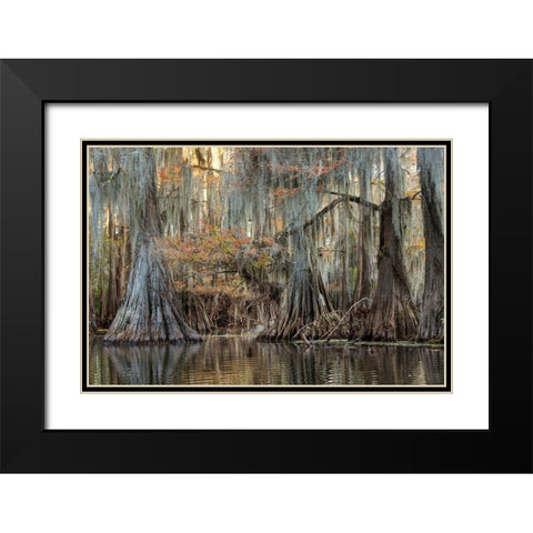 Cypress Silk Black Modern Wood Framed Art Print with Double Matting by Head, Danny