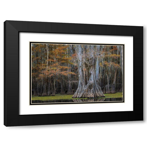 Cypress Trail Black Modern Wood Framed Art Print with Double Matting by Head, Danny