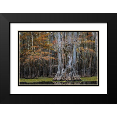 Cypress Trail Black Modern Wood Framed Art Print with Double Matting by Head, Danny