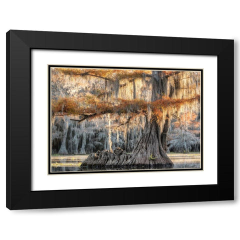 Cypress Magic Black Modern Wood Framed Art Print with Double Matting by Head, Danny