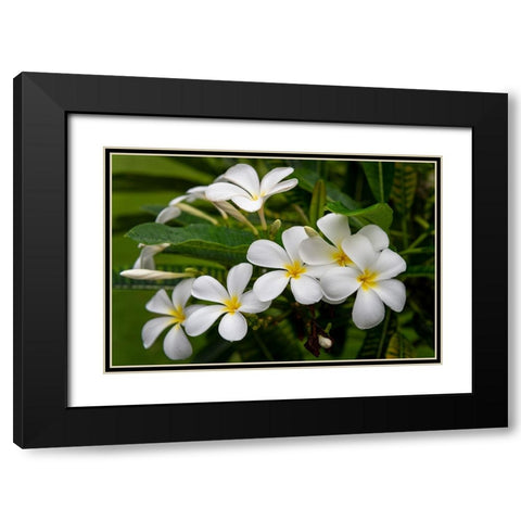 Plumeria I Black Modern Wood Framed Art Print with Double Matting by Head, Danny