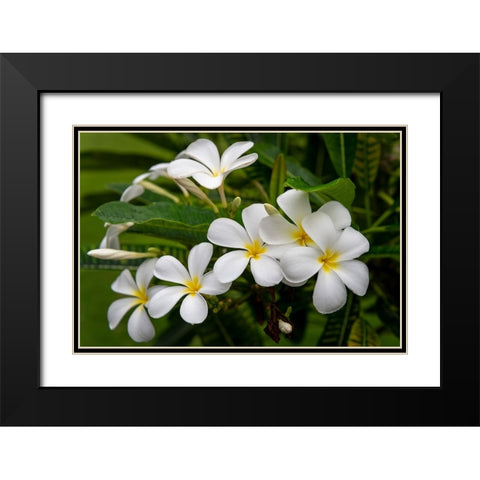 Plumeria I Black Modern Wood Framed Art Print with Double Matting by Head, Danny