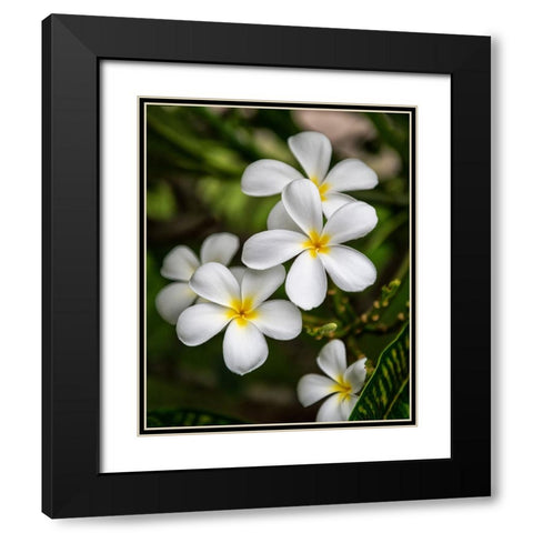 Plumeria II Black Modern Wood Framed Art Print with Double Matting by Head, Danny