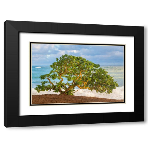 Beachside Tree Black Modern Wood Framed Art Print with Double Matting by Head, Danny
