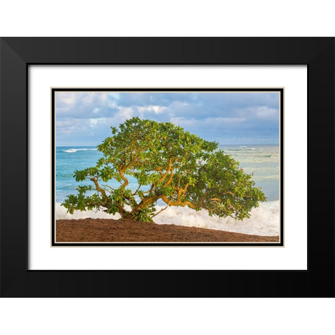 Beachside Tree Black Modern Wood Framed Art Print with Double Matting by Head, Danny