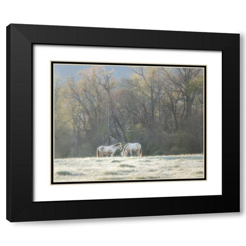 Morning Graze Black Modern Wood Framed Art Print with Double Matting by Head, Danny